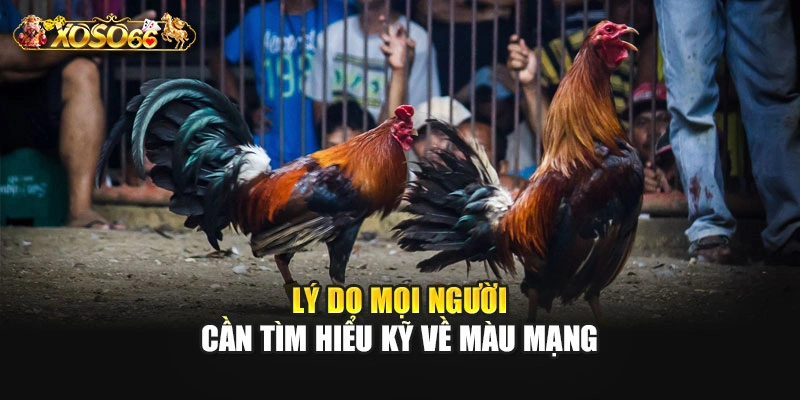Lý do mọi người cần tìm hiểu kỹ về màu mạng