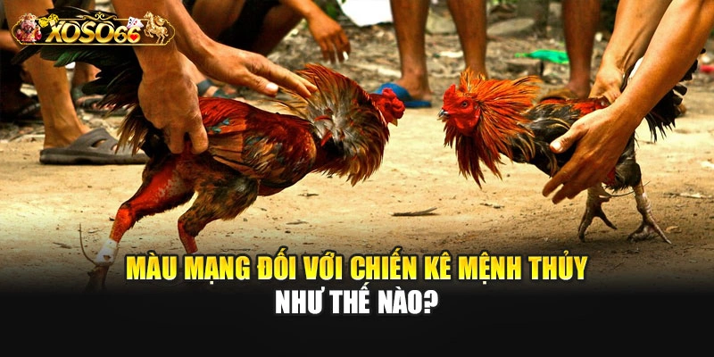 Màu mạng đối với chiến kê mệnh Thủy như thế nào?
