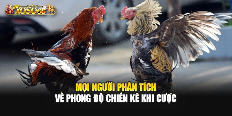 Mọi người phân tích về phong độ chiến kê khi cược