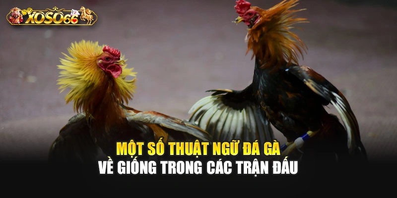 Một số thuật ngữ đá gà về giống trong các trận đấu