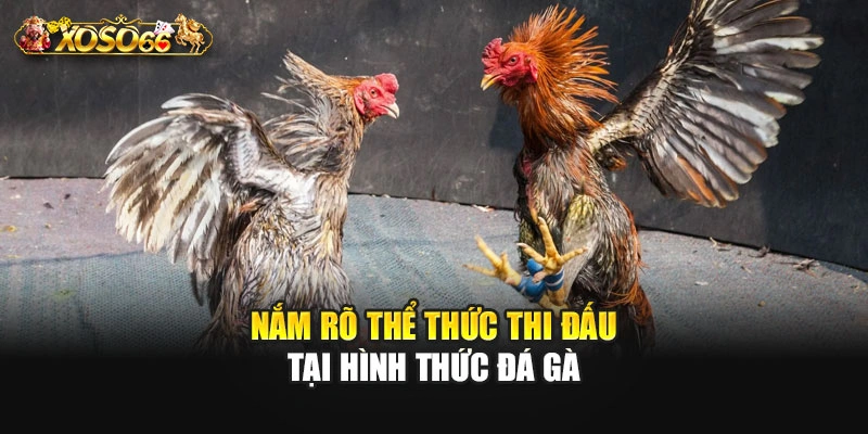Nắm rõ thể thức thi đấu tại hình thức đá gà