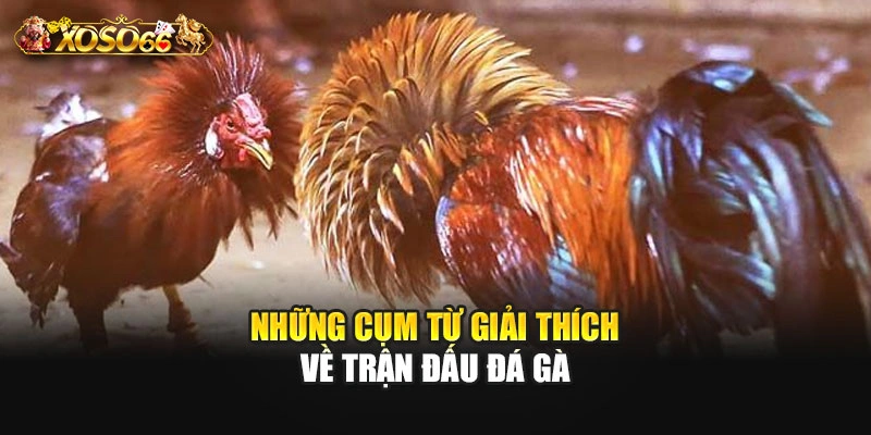 Những cụm từ giải thích về trận đấu đá gà