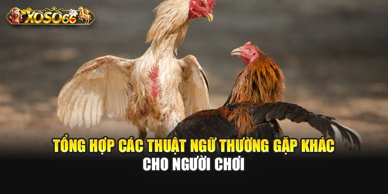Tổng hợp các thuật ngữ thường gặp khác cho người chơi